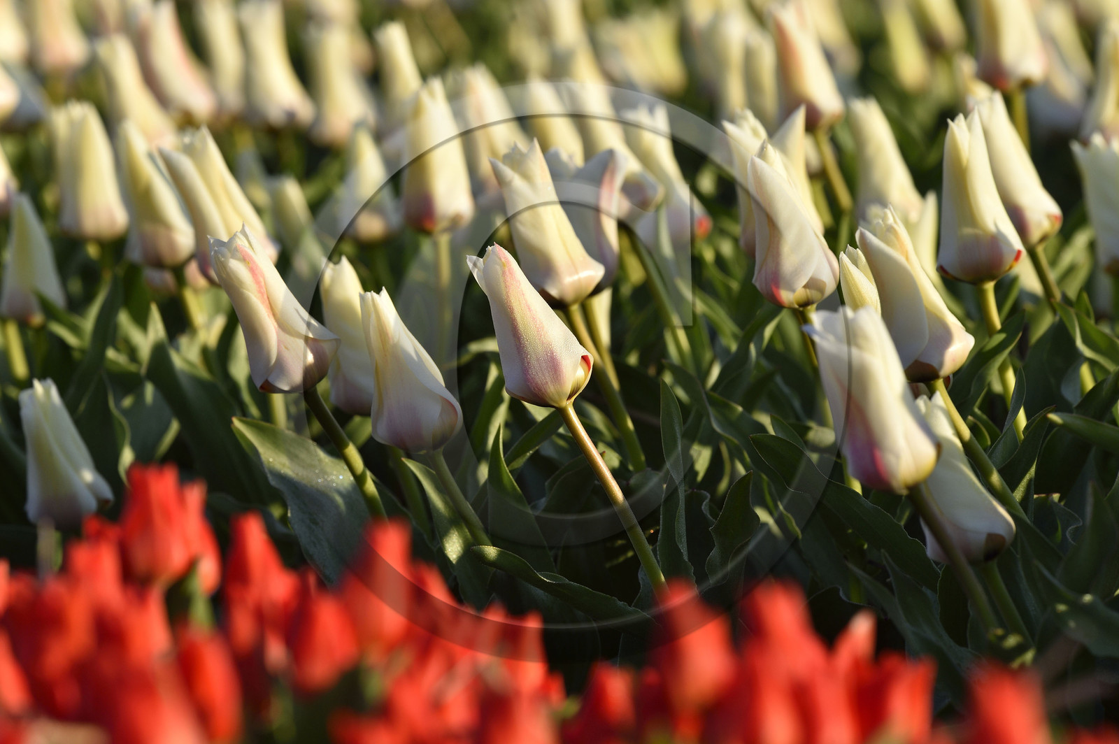 Hollande, Keukenhof