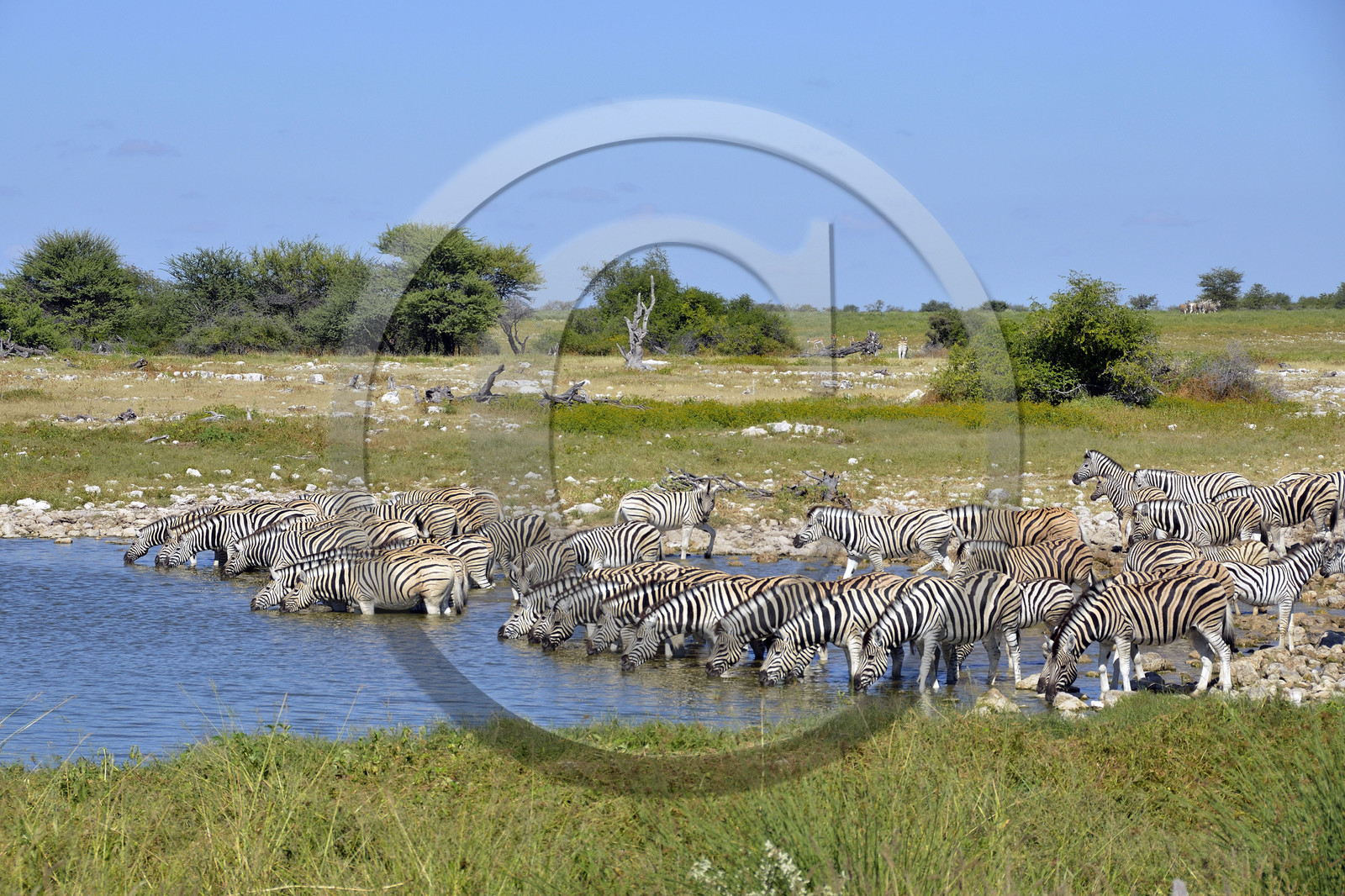 Namibie, Etosha