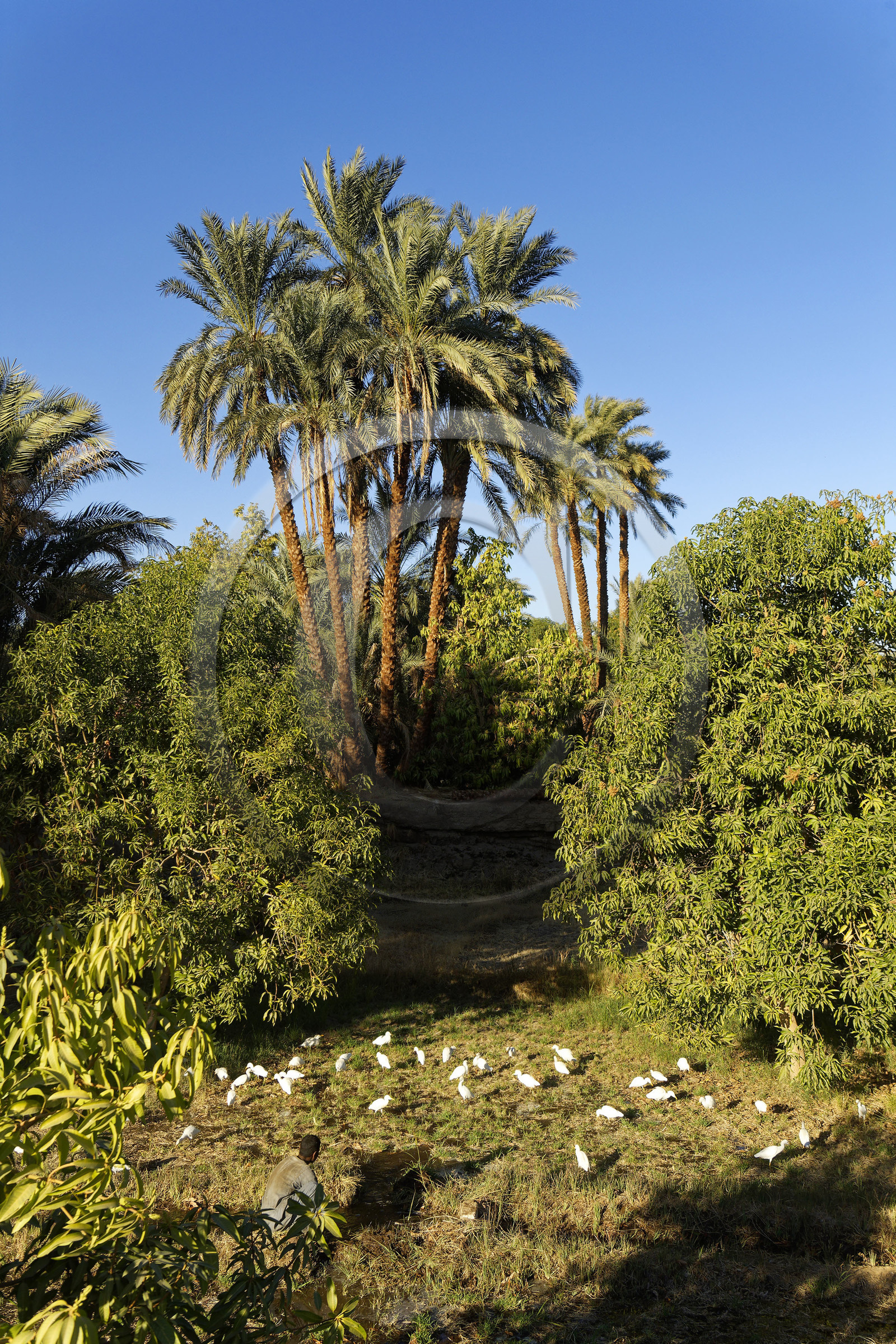 Egypte, Nil