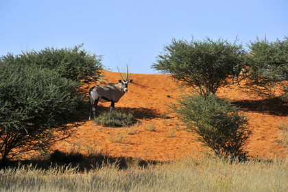 Namibie, Kalahari