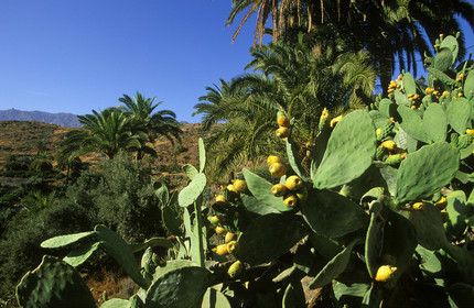 Canaries. Espagne