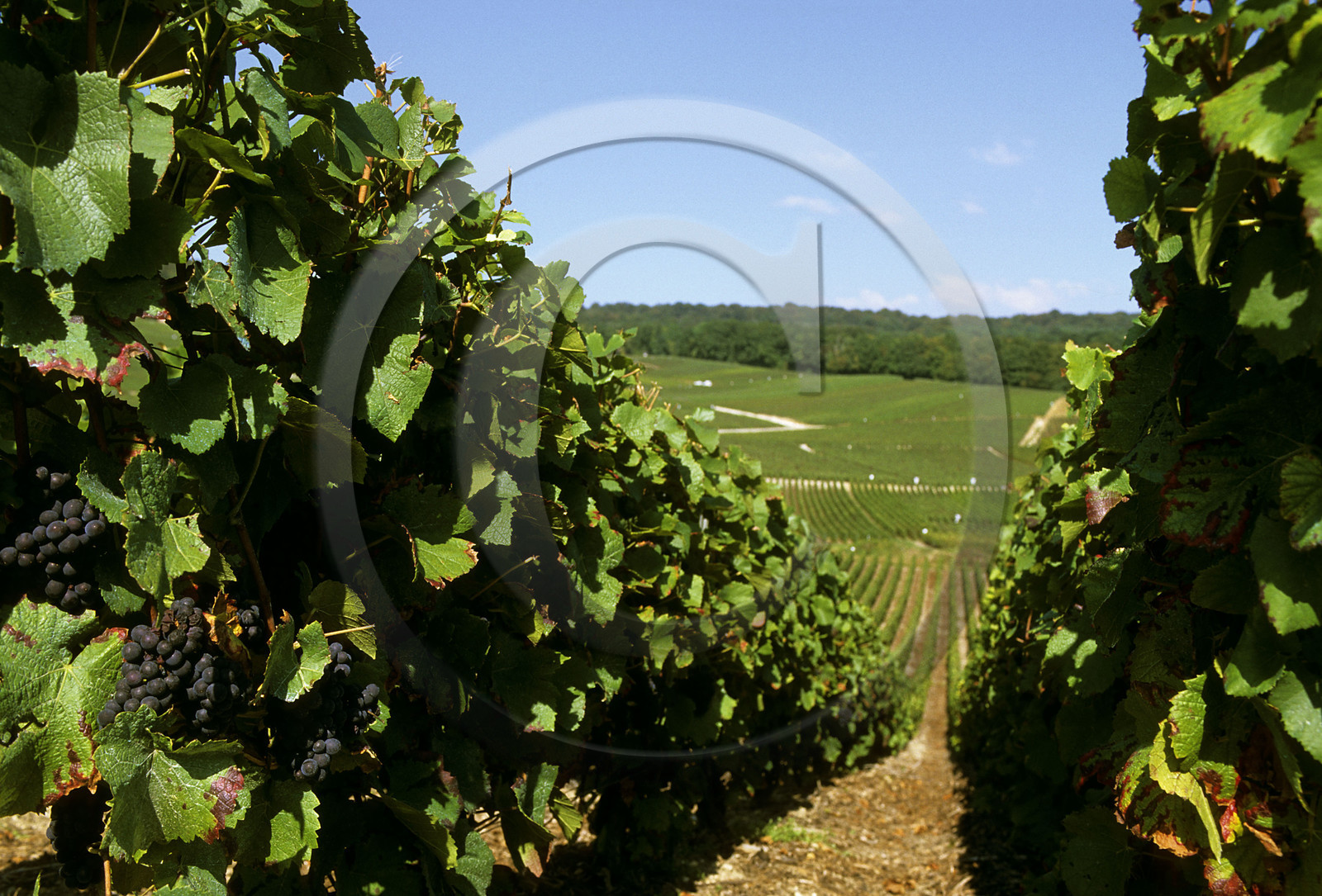 Champagne, France