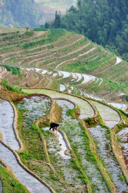 Chine, Longsheng