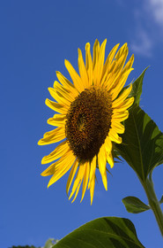 Tournesol