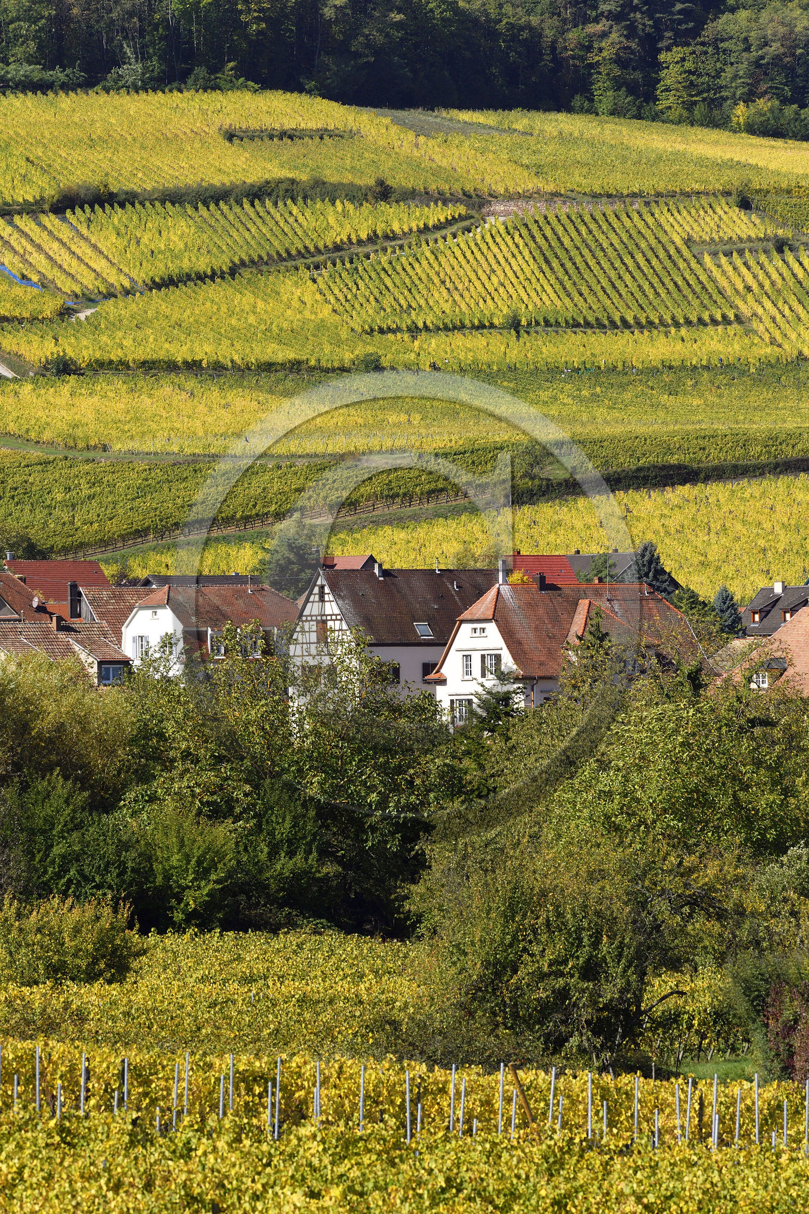 France, Ribeauville