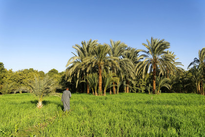 Egypte, Nil
