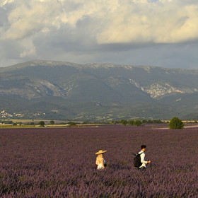 France, Valensole