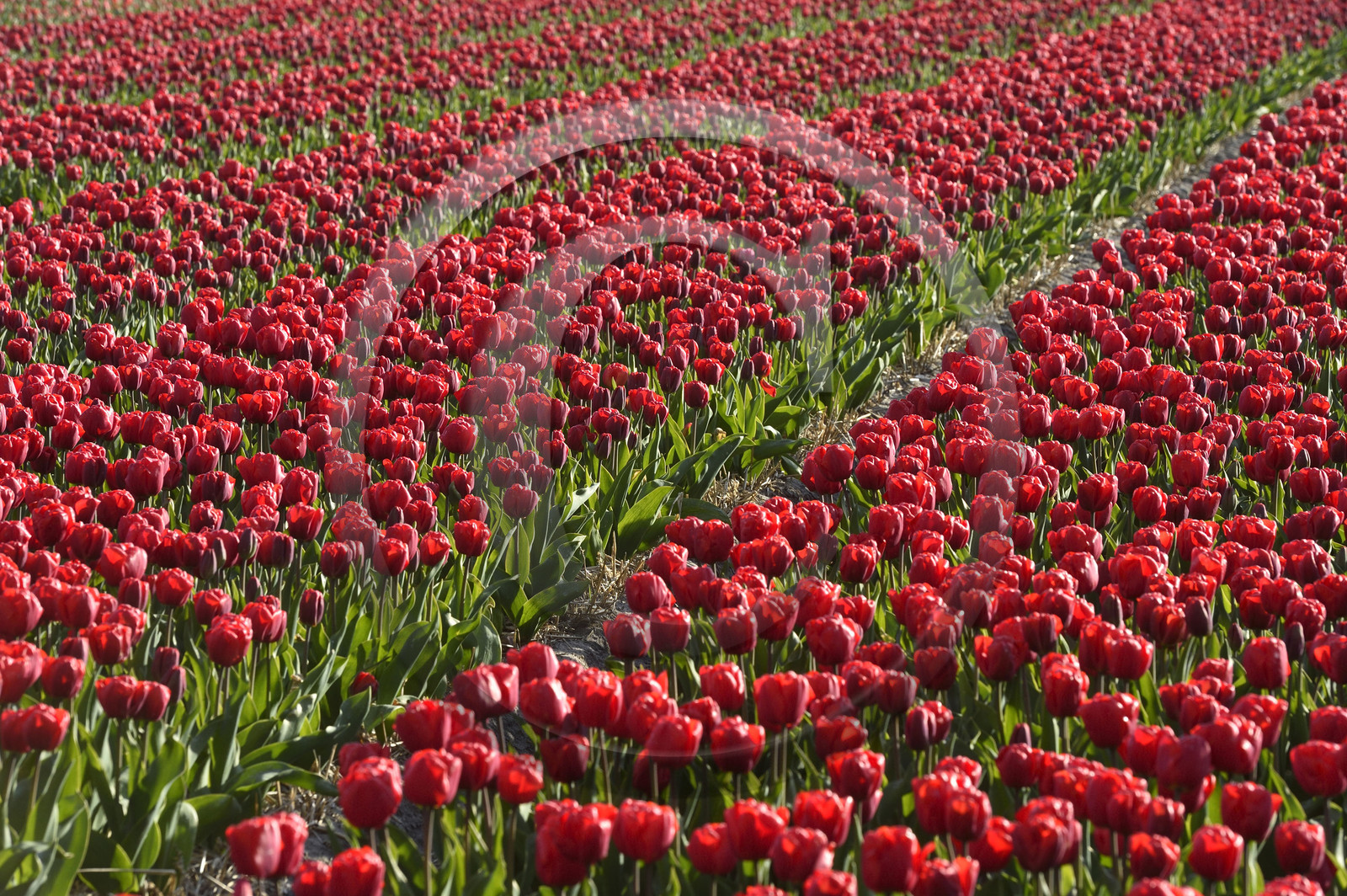 Hollande, Keukenhof