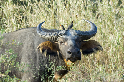 Bandia, Sénégal
