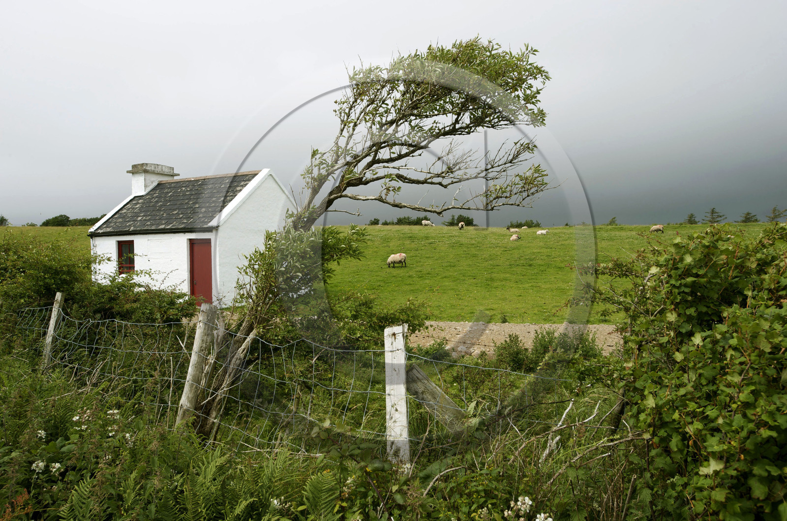 Irlande, Mayo