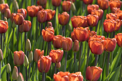 Hollande, Keukenhof