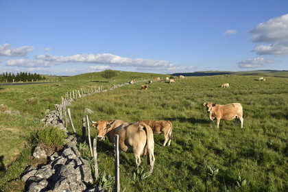 France, Aubrac