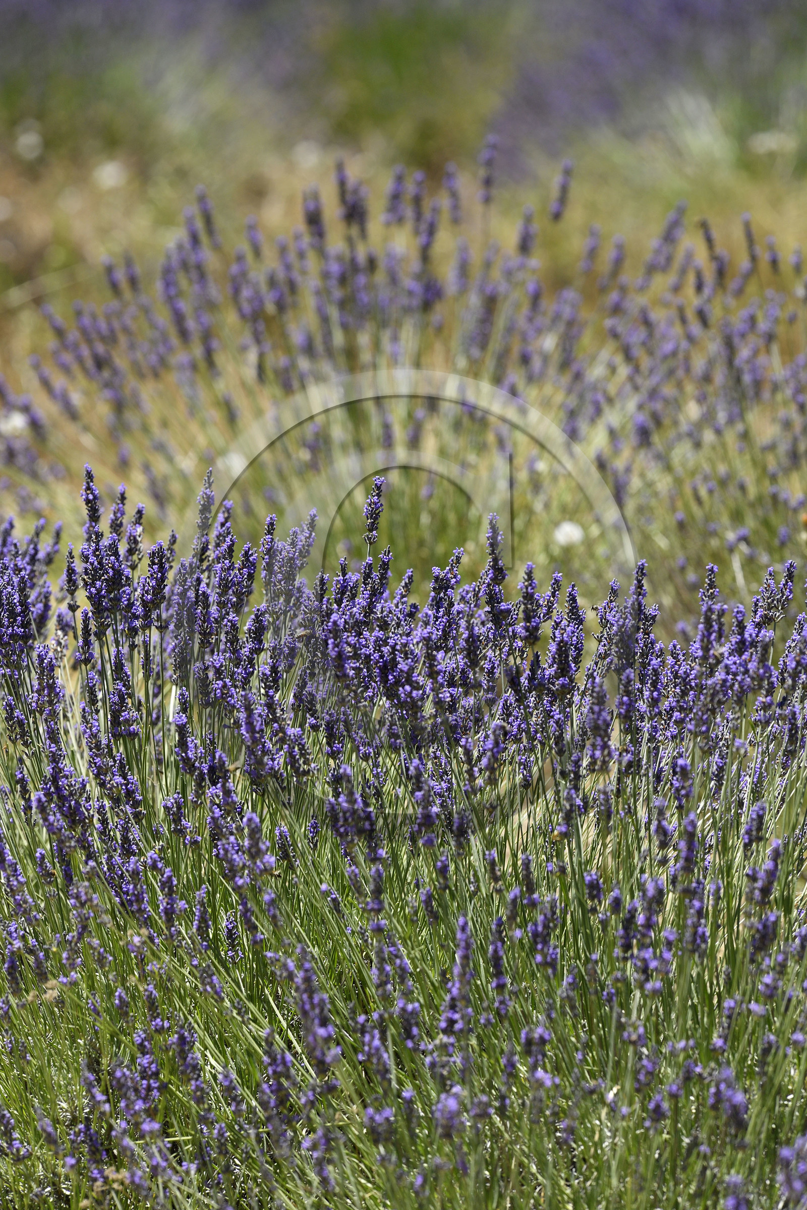 France, Senanque