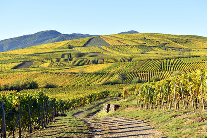 France, Niedermorschwihr