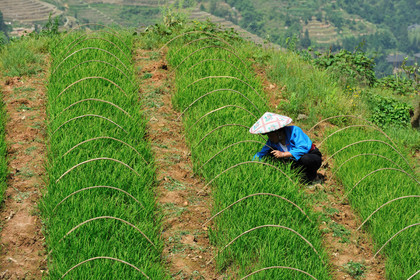 Chine, Longsheng