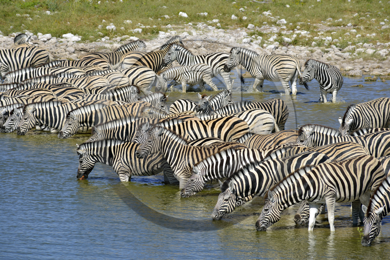 Namibie, Etosha
