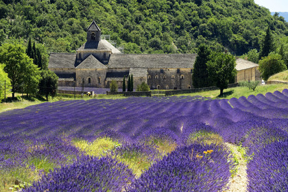 France, Senanque