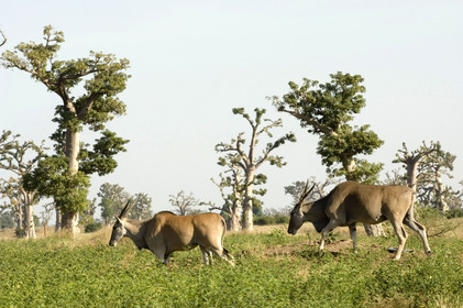Bandia, Sénégal