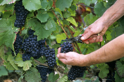 Vendanges, France