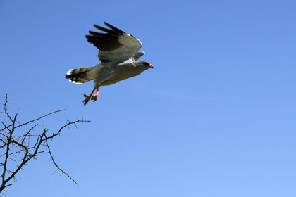 Namibie, Etosha