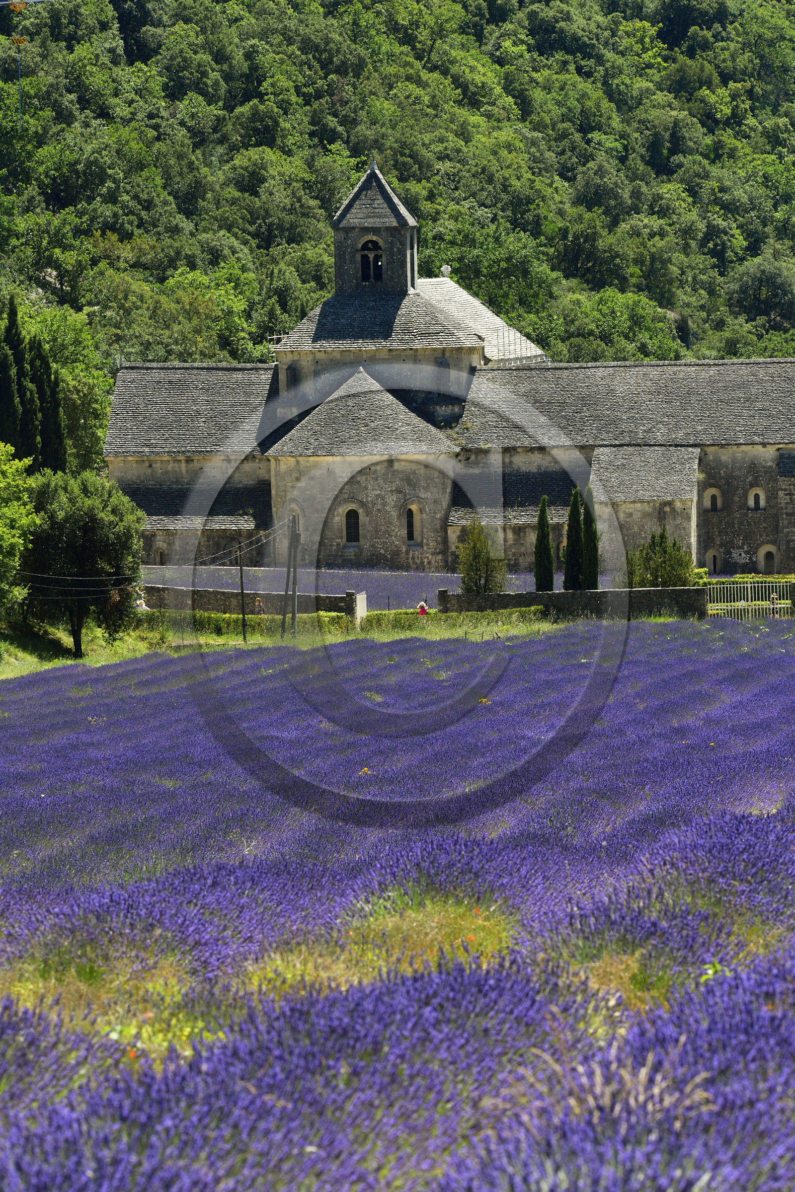France, Senanque