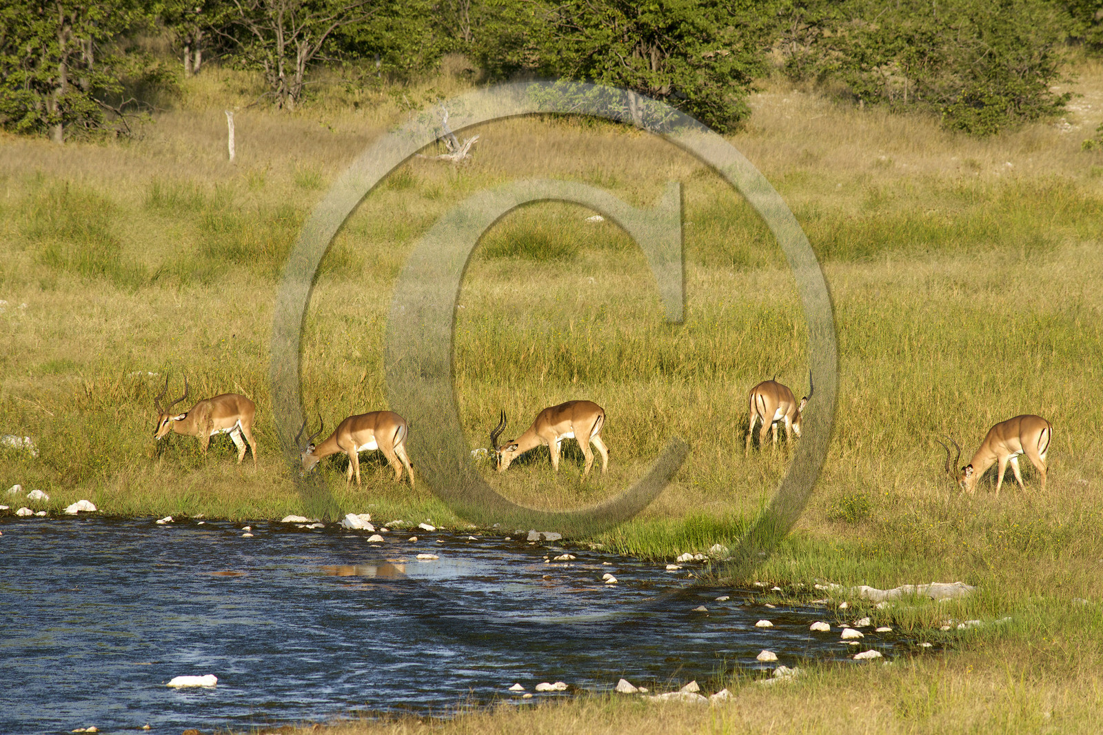 Namibie, Etosha