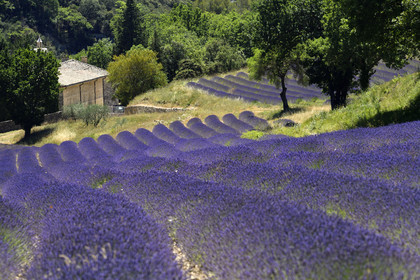 France, Senanque