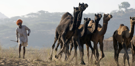 Inde, Pushkar
