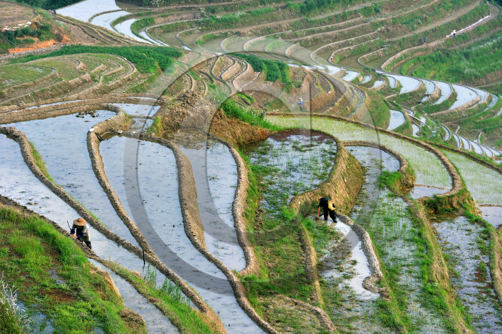Chine, Longsheng