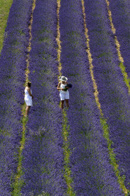 France, Valensole