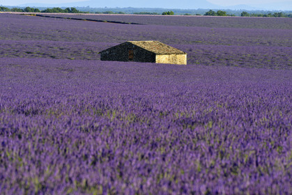 France, Valensole