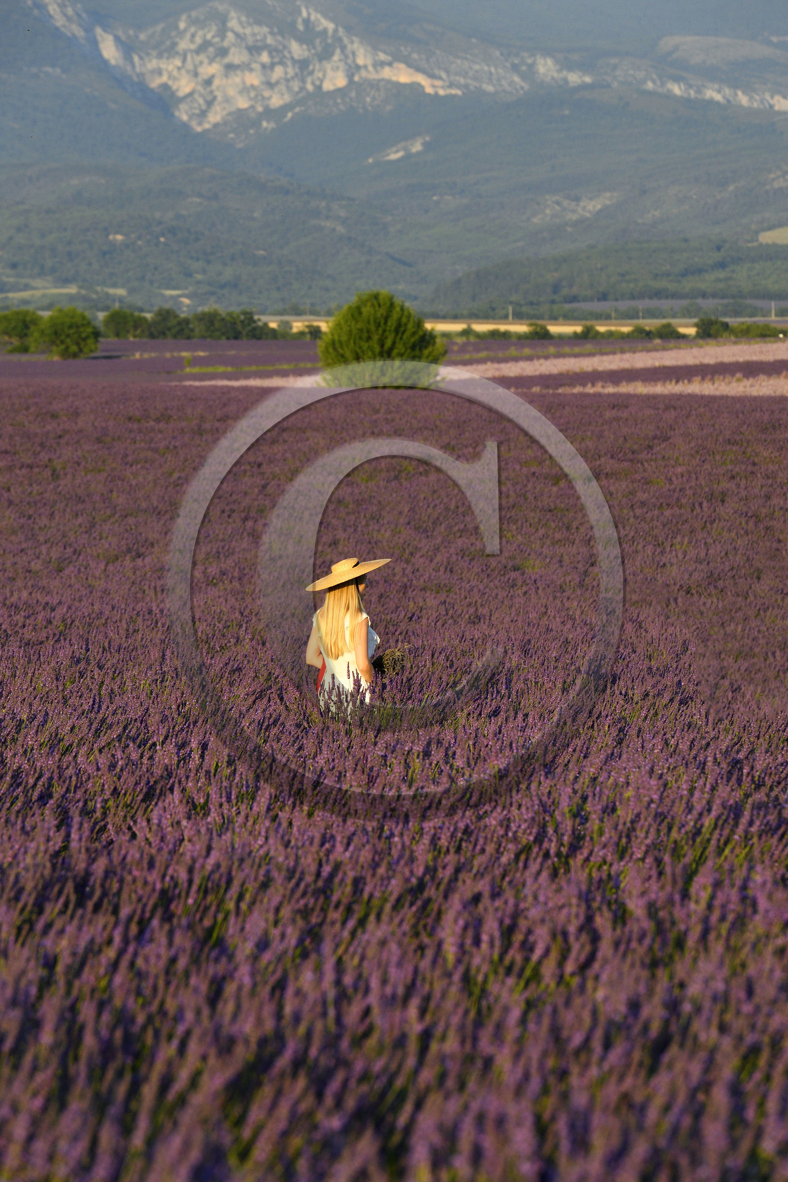 France, Valensole