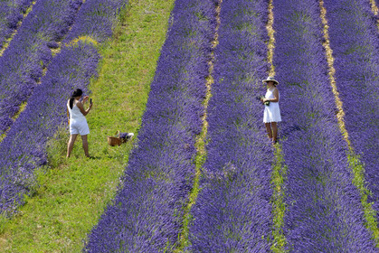 France, Valensole