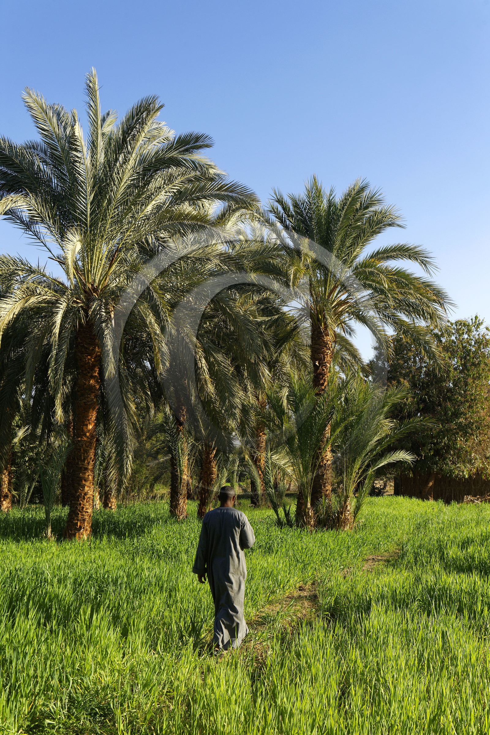 Egypte, Nil
