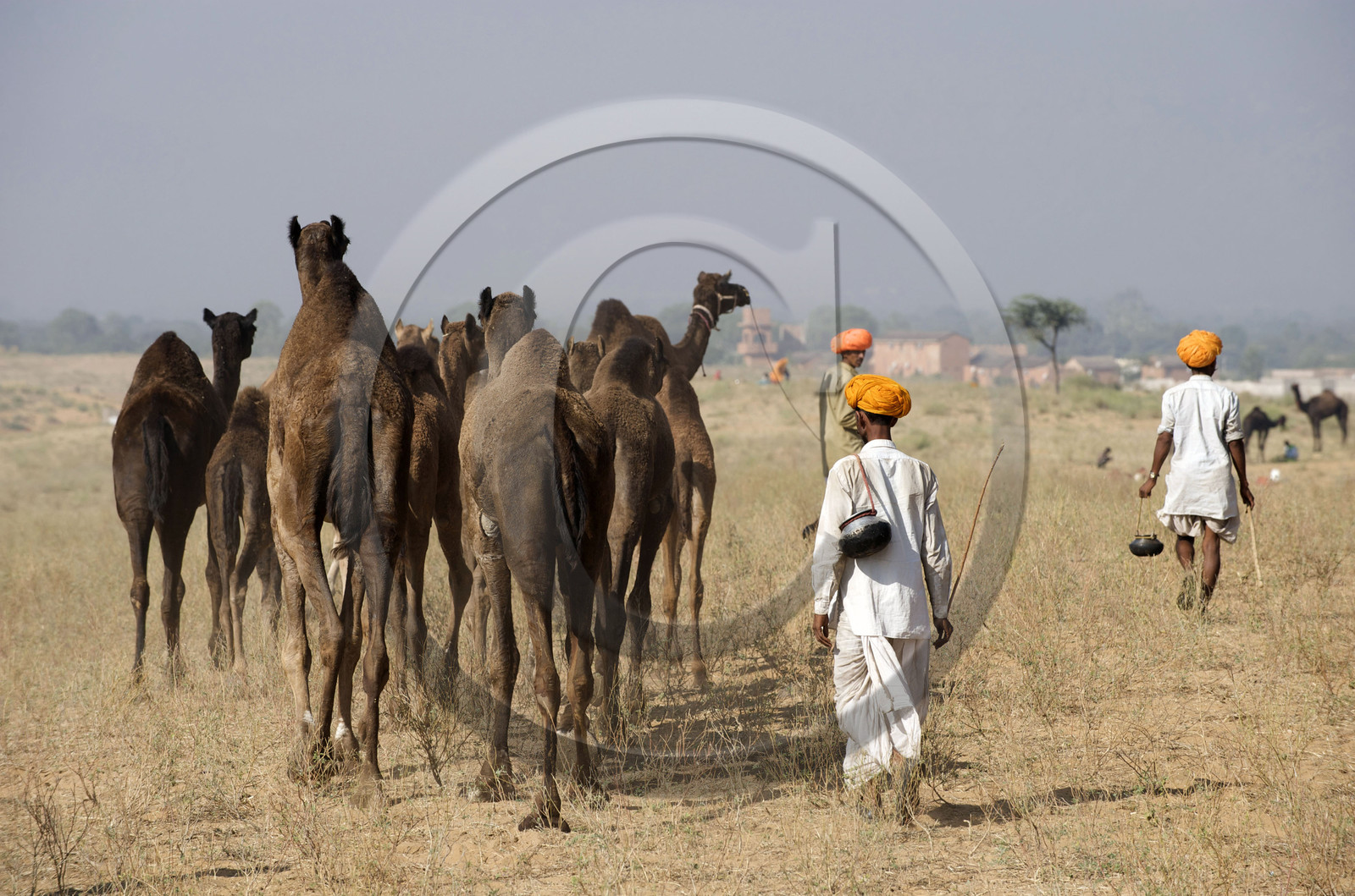 Inde, Pushkar