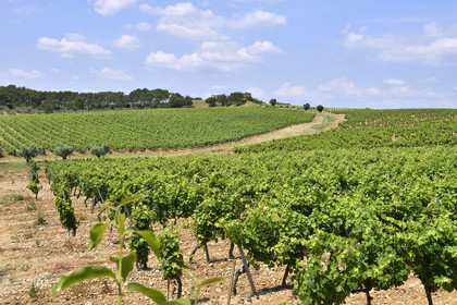 France, Puech-Haut