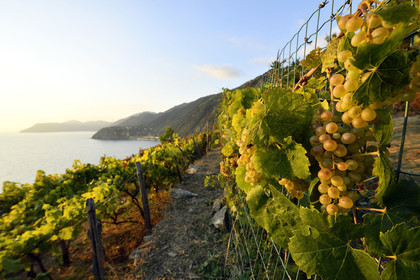 Italie, Cinque Terre