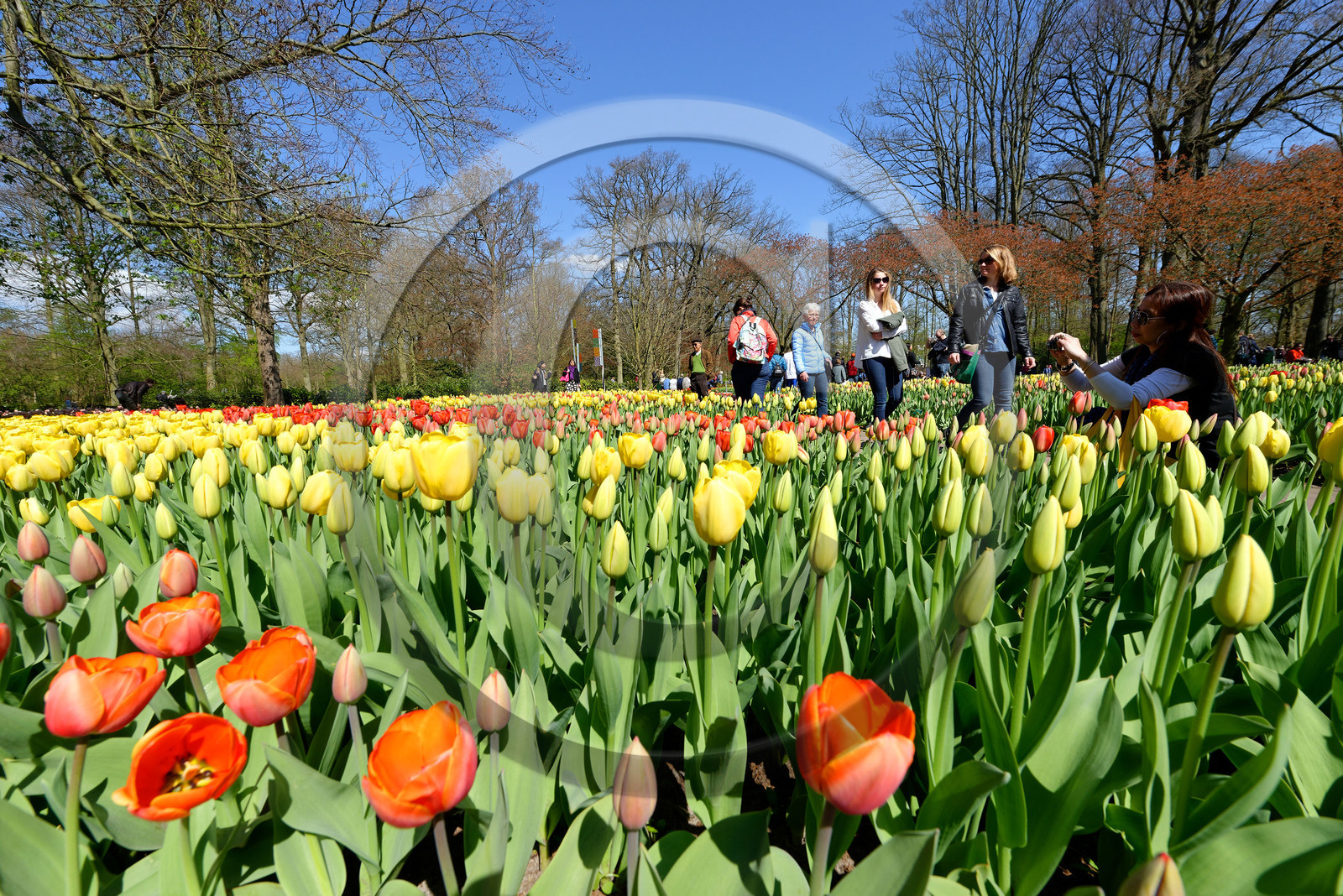 Hollande, Keukenhof