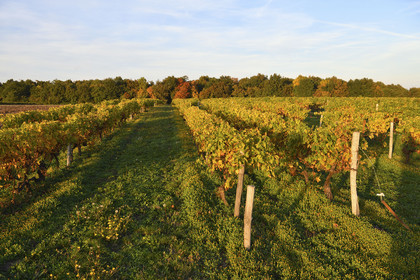 France, Cognac