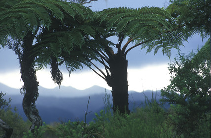Ile de la Réunion.France