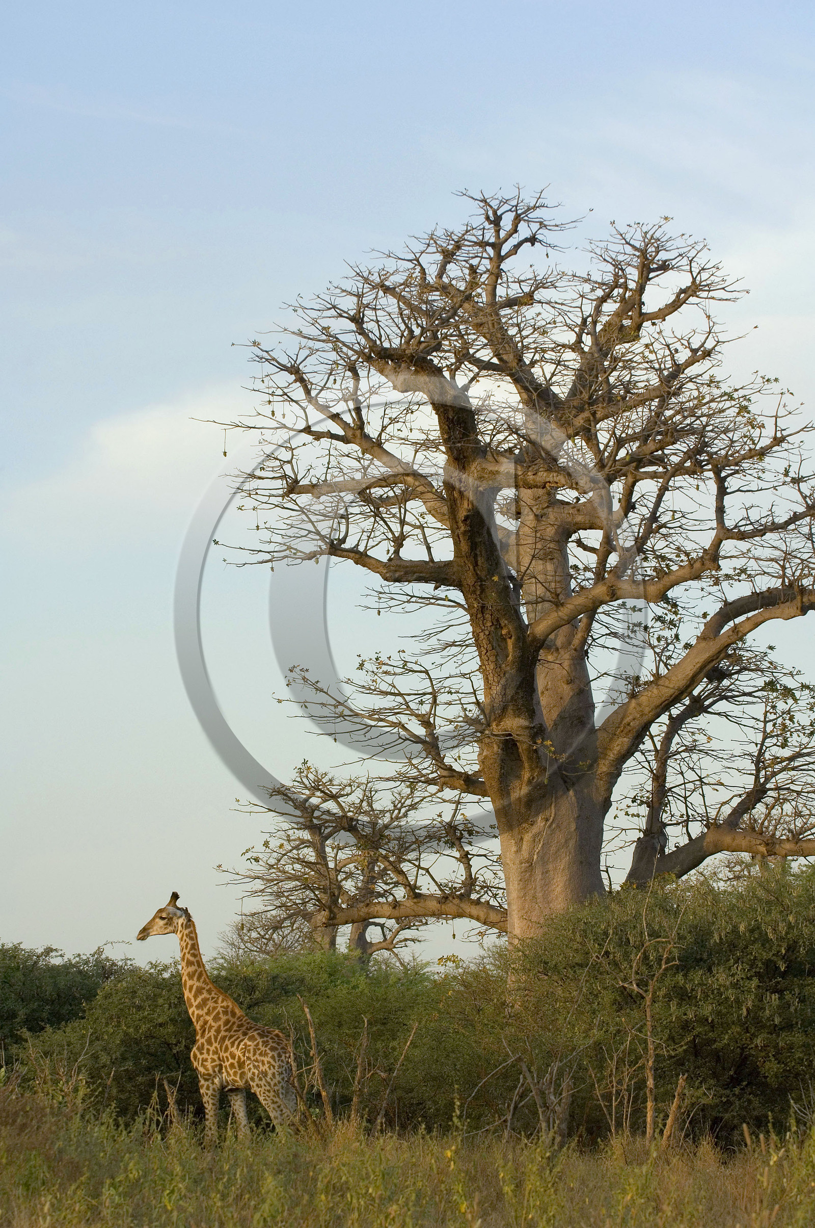 Bandia, Sénégal