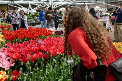 Hollande, Keukenhof