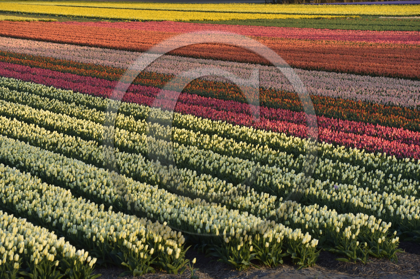 Hollande, Keukenhof