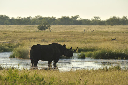 Namibie, Etosha