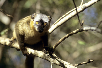 Madagascar