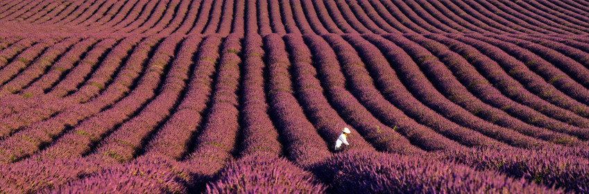 France, Valensole