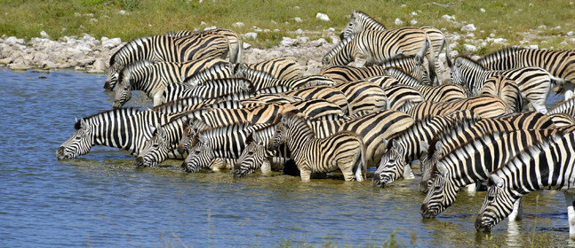 Namibie, Etosha