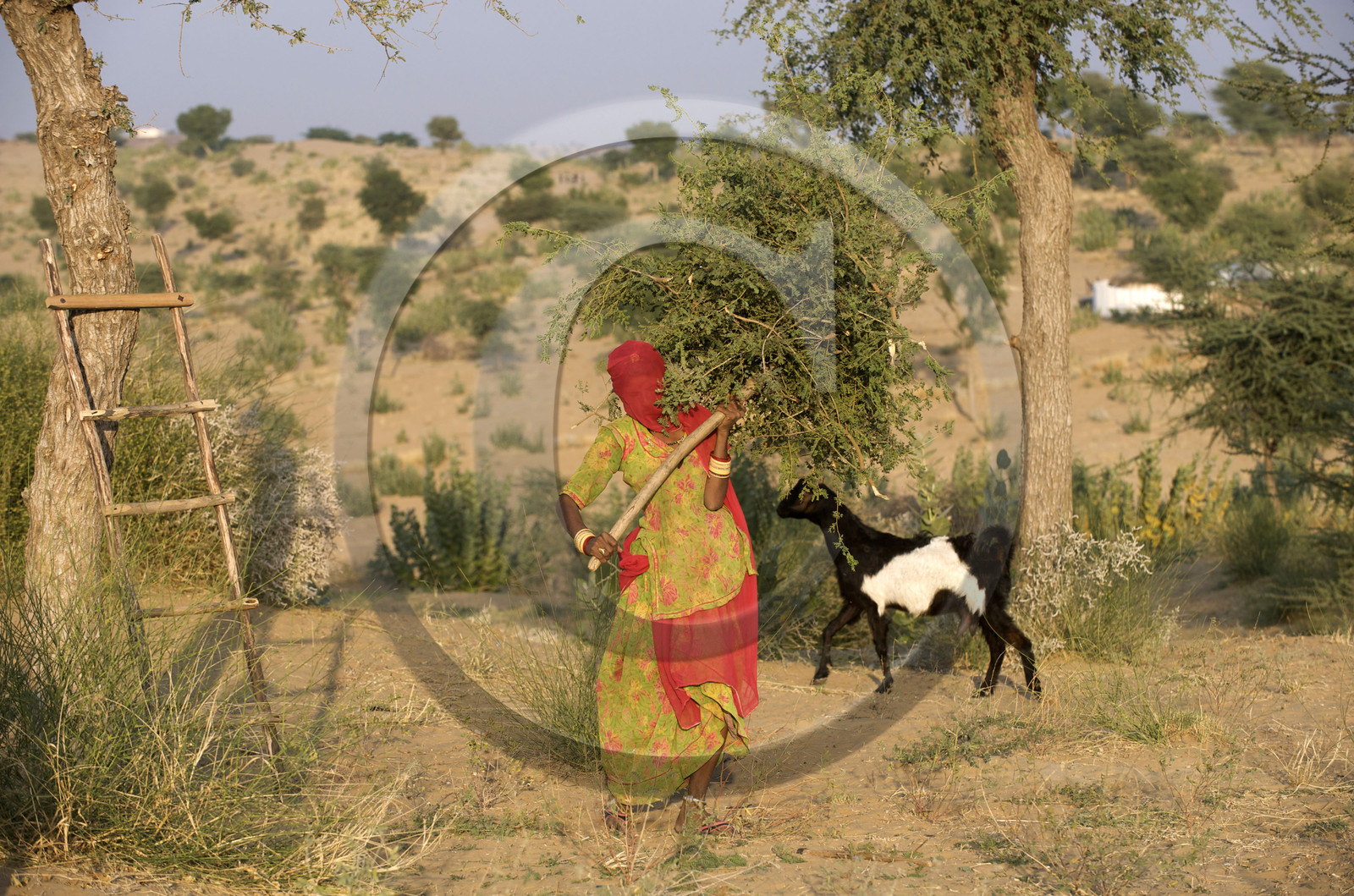 Inde, Rajasthan