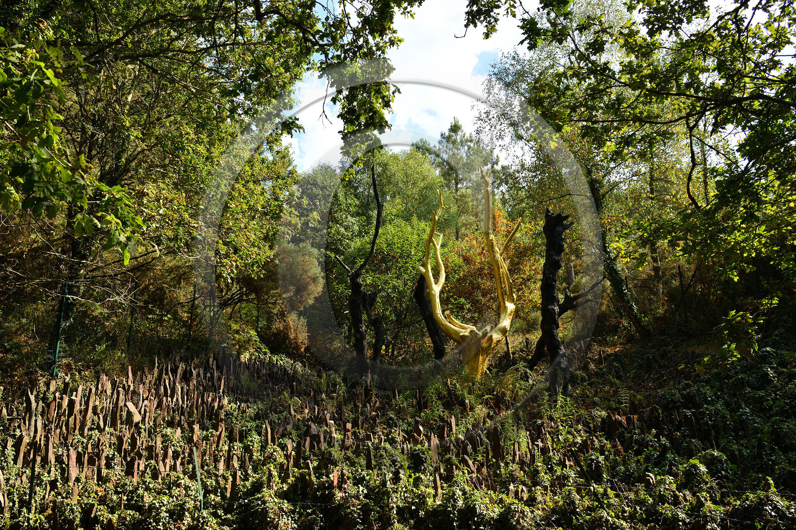 France, Brocéliande