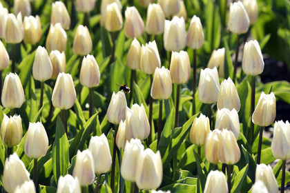 Hollande, Keukenhof